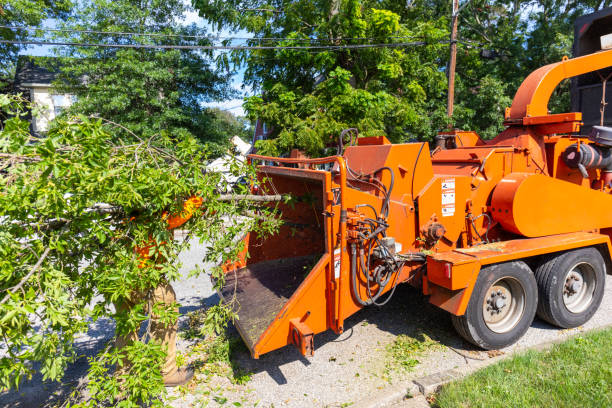 Best Tree Trimming Near Me  in Shinglehouse, PA